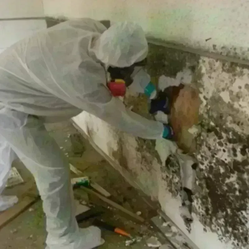 Mold Remediation and Removal in Checotah, OK